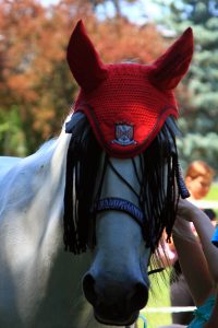 festival za ljubitelje živali