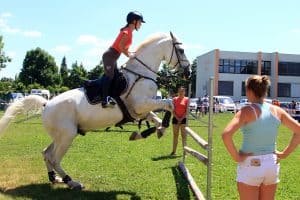 festival za ljubitelje živali
