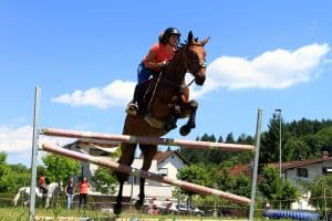 festival za ljubitelje živali