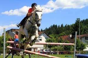 festival za ljubitelje živali