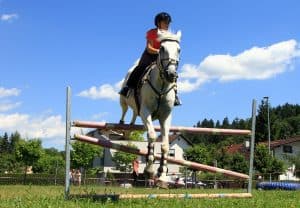 festival ljubiteljev živali