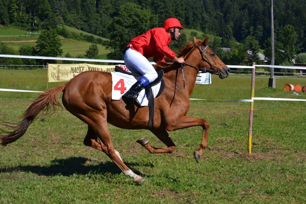 galopska dirka rob