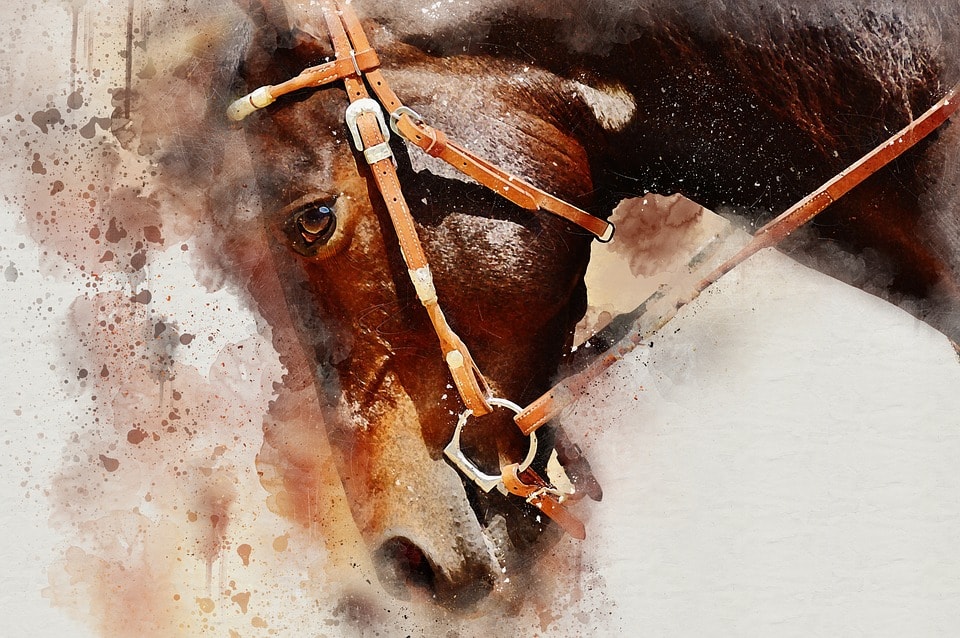 country show