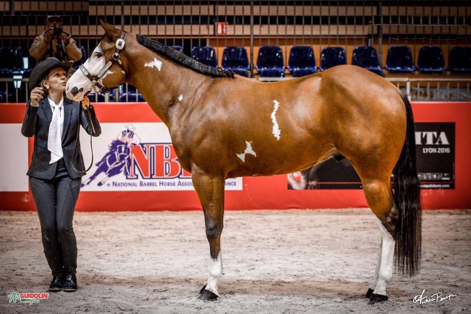 halter in showmanship